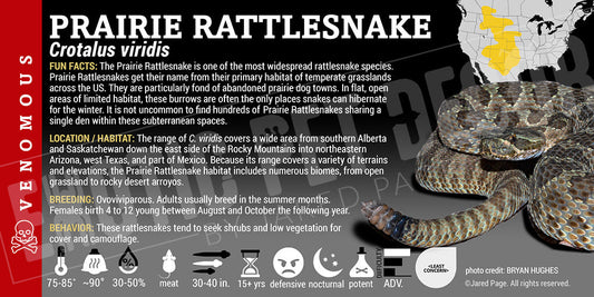 Crotalus viridis 'Prairie' Rattlesnake