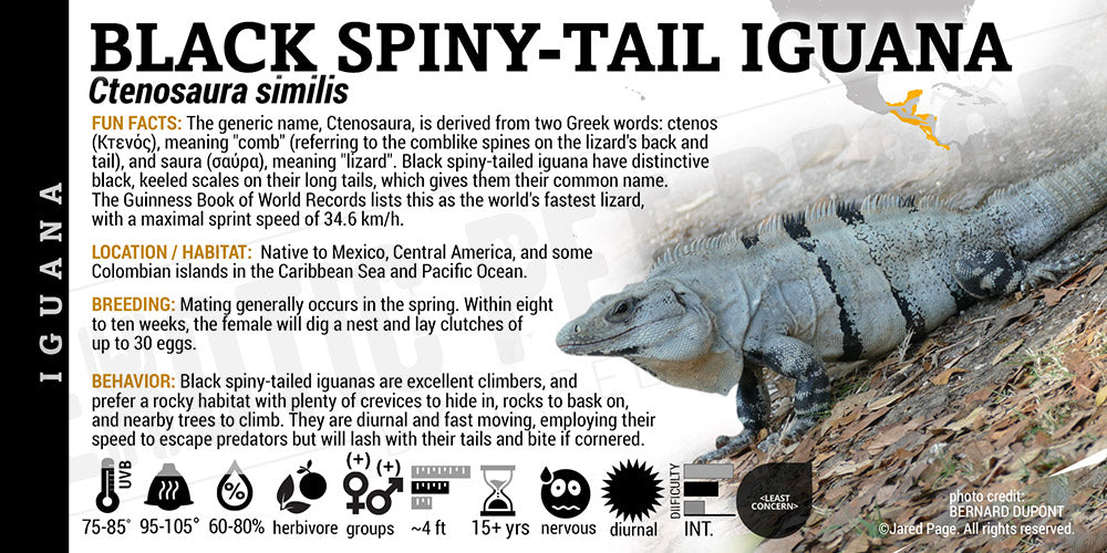 Ctenosaura similis 'Black Spiny Tail' Iguana