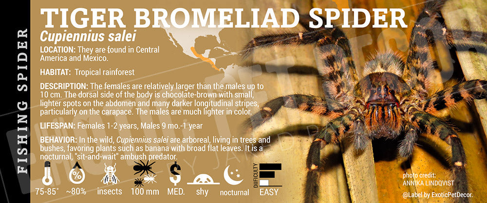 Cupiennius salei 'Tiger Bromeliad' Spider