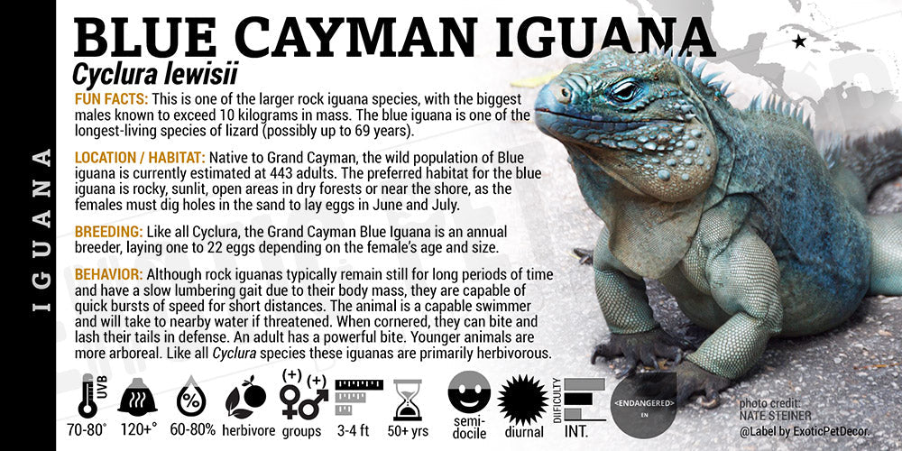 Cyclura lewisii 'Blue' Iguana Cards and Enclosure Labels β Exotic Pet Decor