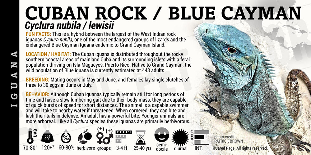 Cyclura nubila / lewisii 'Cuban Rock Hybrid' Iguana