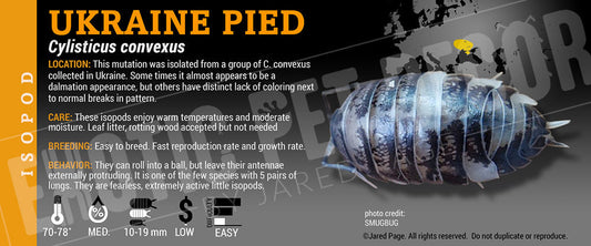 Cylisticus convexus 'Ukraine Pied' isopod label