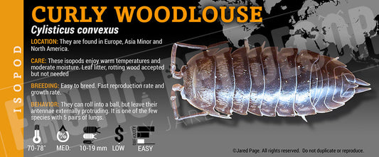 Cylisticus convexus 'Curly' isopod label