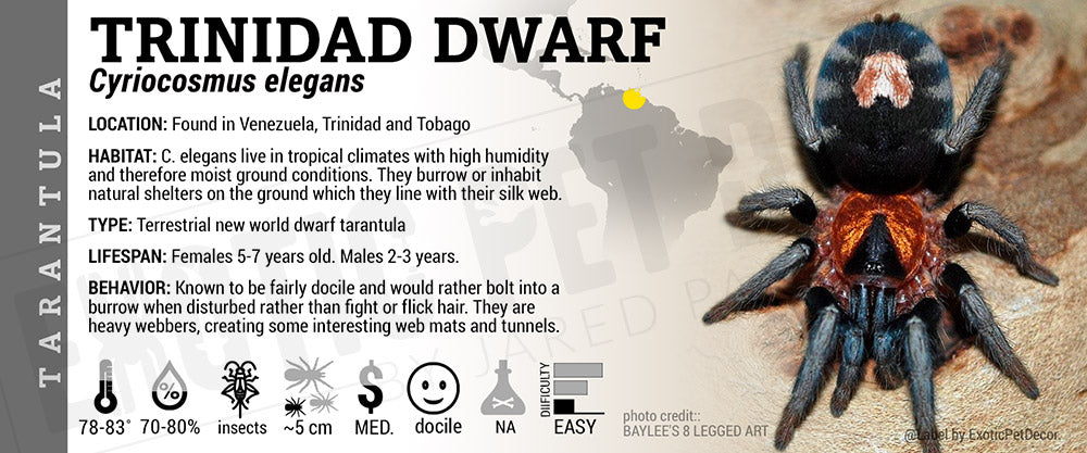 Cyriocosmus elegans 'Trinidad Dwarf' Tarantula