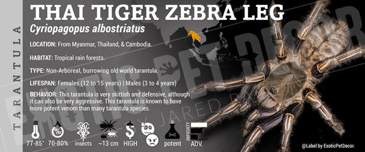 Cyriopagopus albostriatusthai 'Tiger Zebra Leg' Tarantula