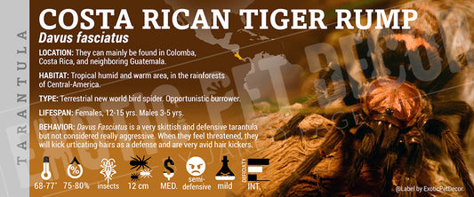 Davus fasciatus 'Costa Rican Tiger Rump' Tarantula