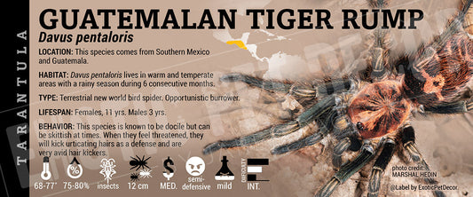 Davus pentaloris 'Guatemalan Tiger Rump' Tarantula