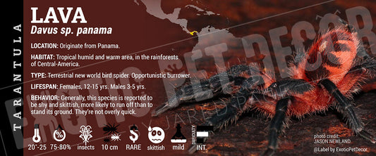 Davus sp. 'Panama Lava Spider' Tarantula