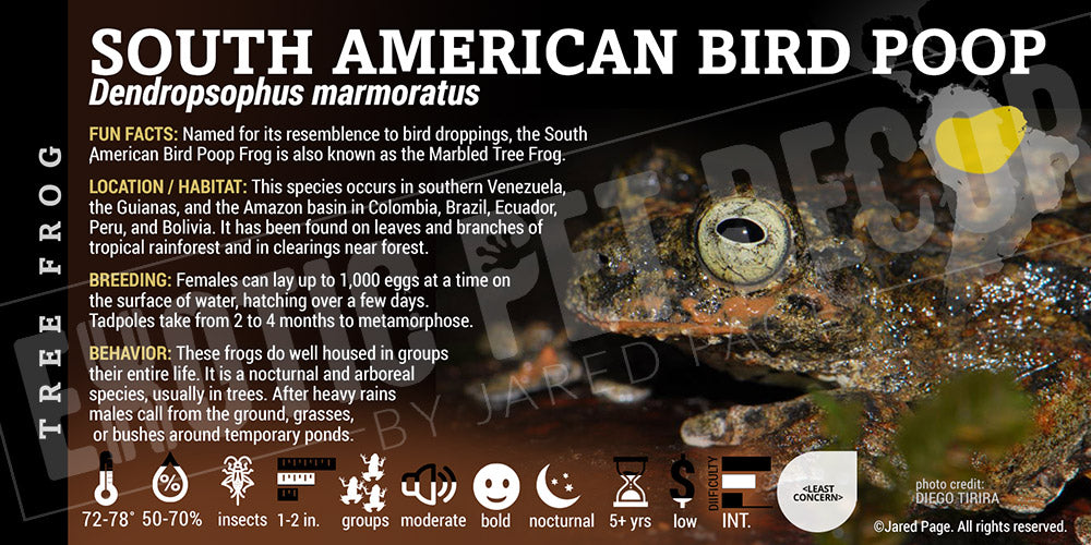 Dendropsophus marmoratus 'South American Bird Poop Frog' Cards and ...