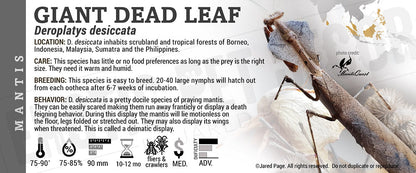 Deroplatys desiccata 'Giant Dead Leaf' Mantis