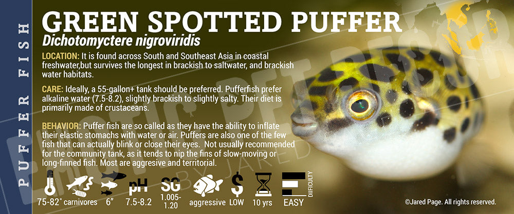 Dichotomyctere nigroviridis 'Green Spotted Puffer Fish'