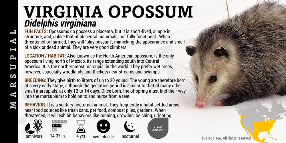 Didelphis virginiana 'Virginia Opossum'
