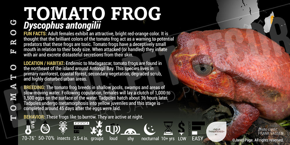 Dyscophus antongilii 'Tomato Frog'