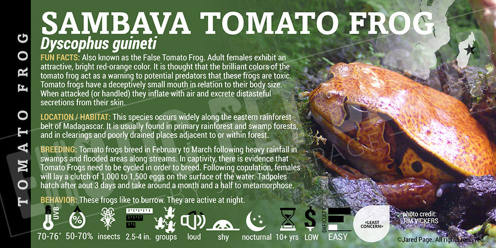 Dyscophus guineti 'False Tomato Frog'