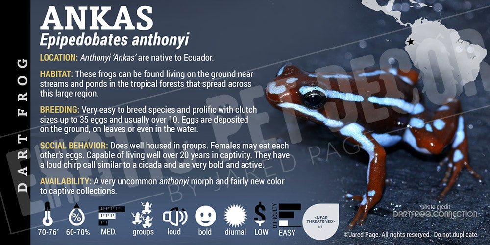 Epipedobates anthonyi 'Ankas' Dart Frog Label