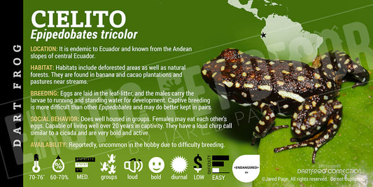 Epipedobates tricolor 'Cielito' Dart Frog Label
