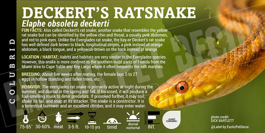 Elaphe obsoleta deckerti 'Deckerts Ratsnake'