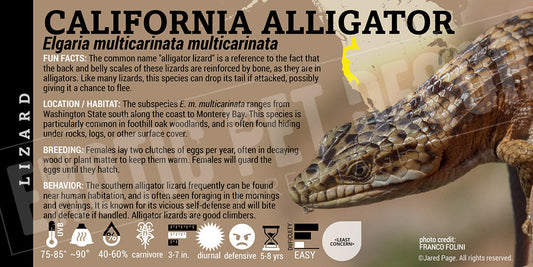Elgaria multicarinata 'California Alligator' Lizard