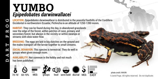 Epipedobates darwinwallacei 'Yumbo' Dart Frog Label