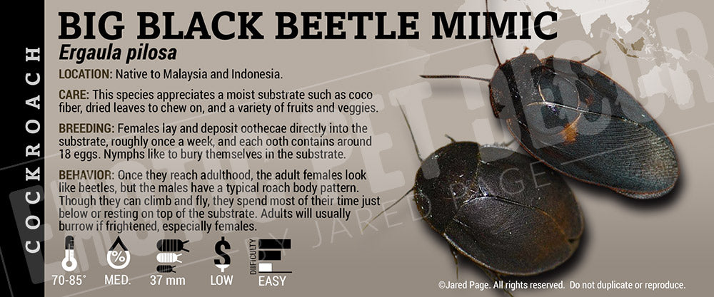 Ergaula pilosa 'Big Black Beetle Mimic' Roach Cards and Enclosure ...