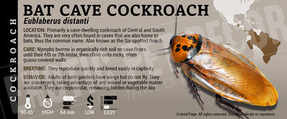 Eublaberus distanti 'Bat Cave (Six Spot)' Roach