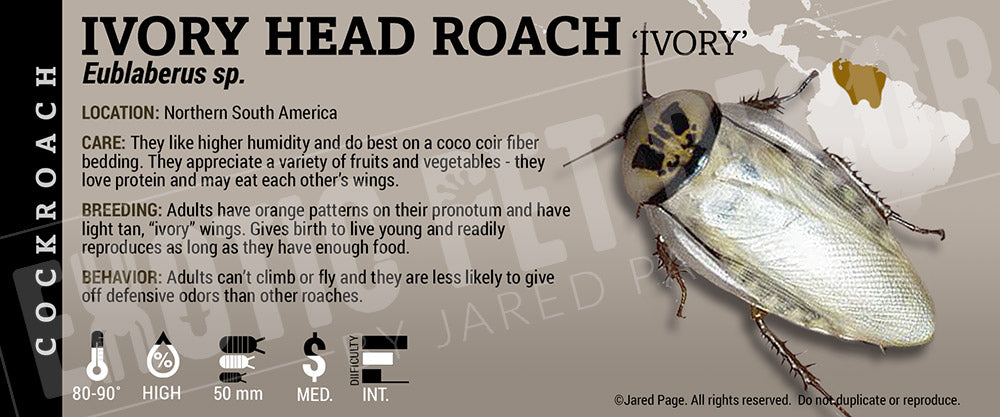 Roaches Label Eublaberus sp. 'Ivory Head' Roach Cards and Enclosure Labels – Exotic ...