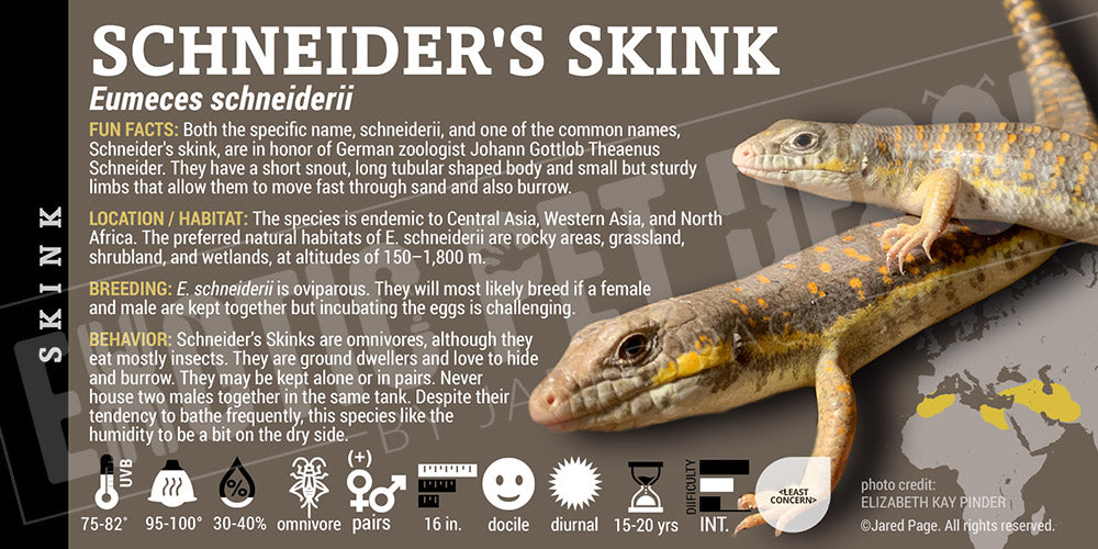 Eumeces schneiderii 'Schneider's' Skink