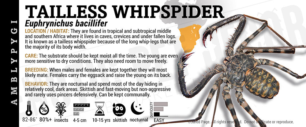 Euphrynichus bacillifer 'Tailless Whipspider' Cards and Enclosure ...