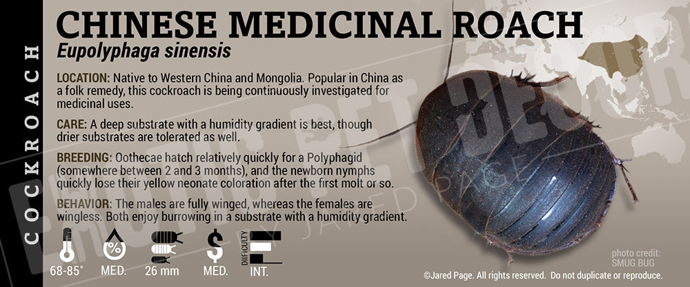 Eupolyphaga sinesis 'Chinese Medicinal' Roach