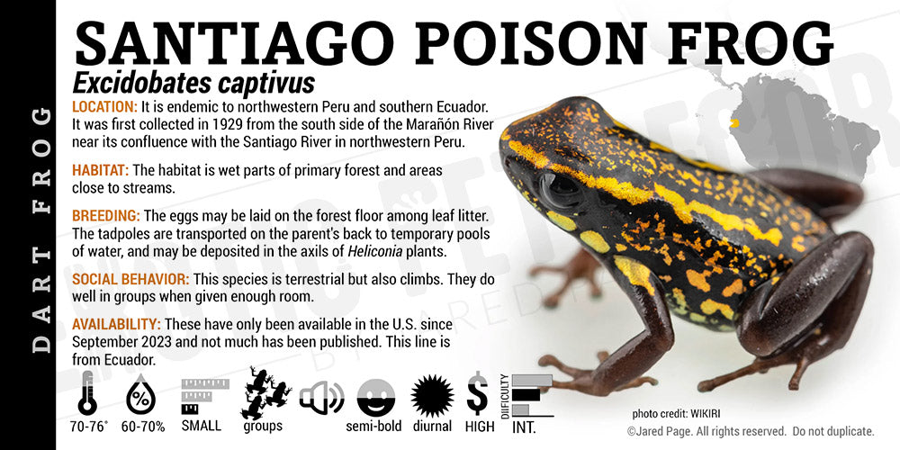 Excidobates captivus 'Santiago Poison Dart Frog Label' Dart Frog Label