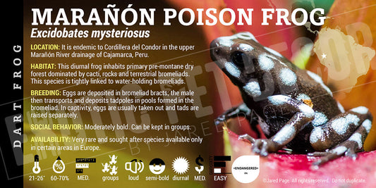 Excidobates mysteriosus Dart Frog Label