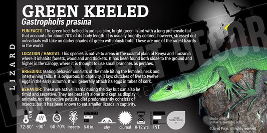Gastropholis prasina 'Green Keeled' Lizard