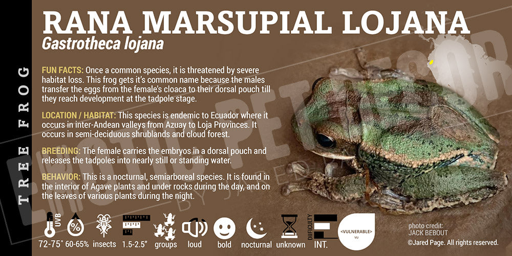 Gastrotheca lojana Lojana'Marsupial Frog'