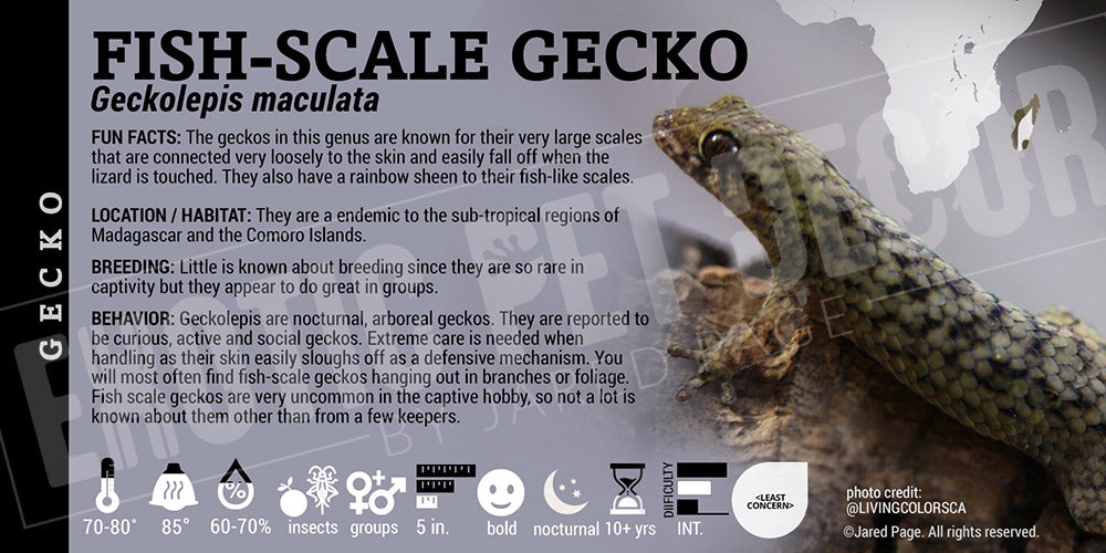 Glecko Fish Geckolepis maculata 'Fish Scale' Gecko Cards and Enclosure Labels ...
