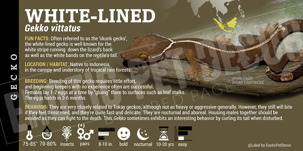 Gekko vittatus 'White Lined' Gecko Cards and Enclosure Labels – Exotic ...