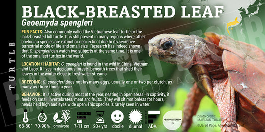 Geoemyda spengleri 'Black Breasted Leaf' Turtle
