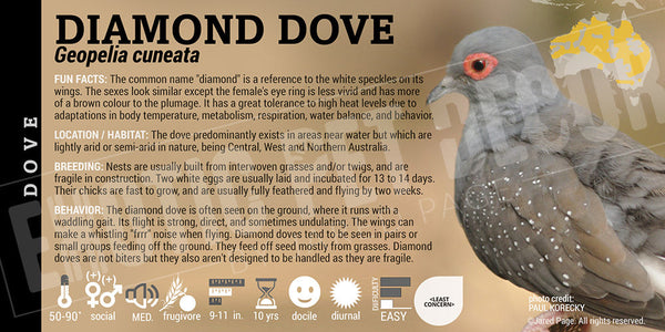 Geopelia cuneata 'Diamond Dove' Cards and Enclosure Labels – Exotic Pet ...
