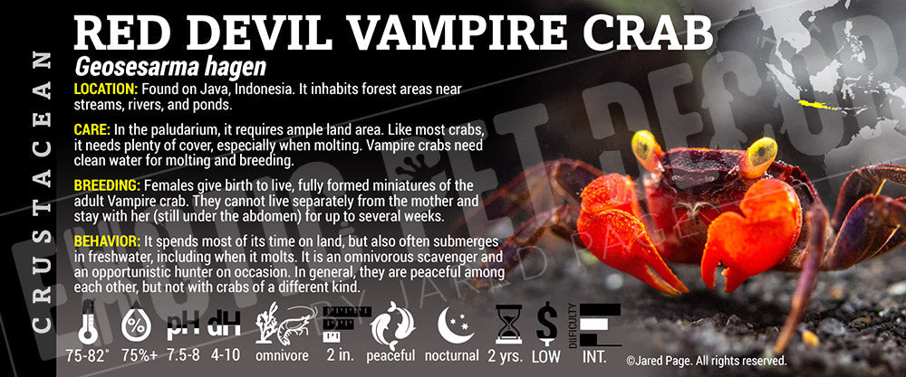 Geosesarma hagen 'Red Devil Vampire' Crab