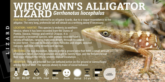 Gerrhonotus liocephalus 'Texas Alligator' Lizard