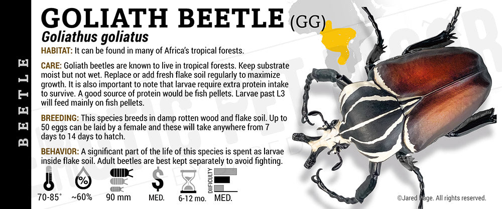 Goliathus goliatus 'Goliath' Beetle