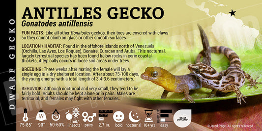 Gonatodes antillensis 'Antilles' Gecko