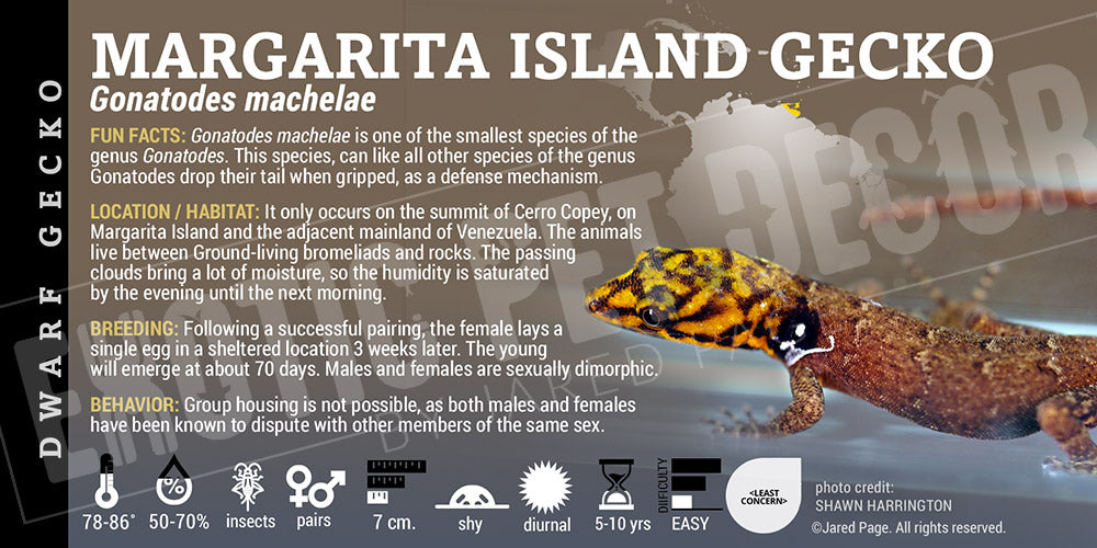 Gonatodes machelae 'Margarita Island' Gecko