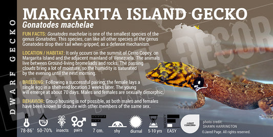 Gonatodes machelae 'Margarita Island' Gecko