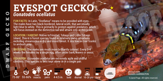 Gonatodes ocellatus 'Ocellated' Gecko