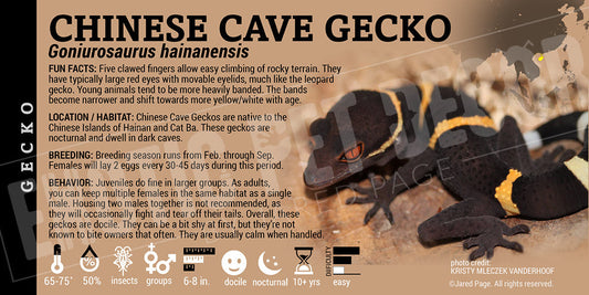 Goniurosaurus hainanensis 'Chinese Cave' Gecko