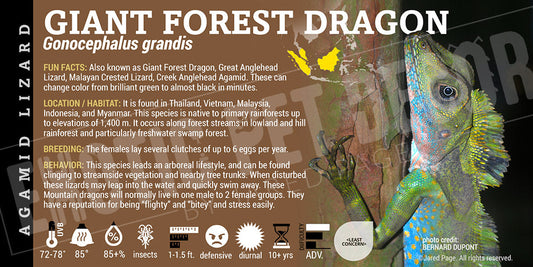 Gonocephalus grandis 'Giant Forest Dragon' Lizard