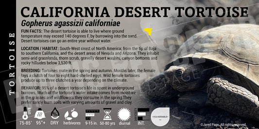 Gopherus agassizii californiae 'California Desert' Tortoise