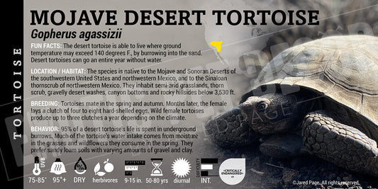 Gopherus agassizii 'Mojave Desert' Tortoise