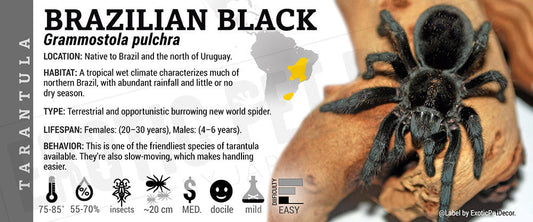 Grammostola pulchra 'Brazilian Black' Tarantula