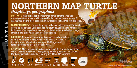 Graptemys geographica 'Northern Map' Turtle